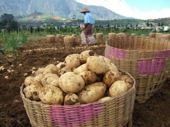 FRESH DIENG POTATOES from Indonesia